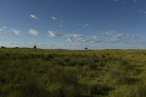 Pampas grass landscape, La Pampa province, Patagonia, Argentina. photo