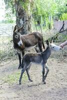 Donkey newborn baby in farm, Argentine Countryside photo