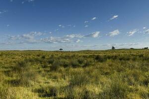 Pampas grass landscape, La Pampa province, Patagonia, Argentina. photo