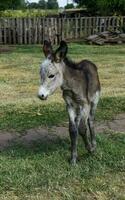 Burro recién nacido bebé en granja, argentino campo foto