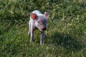 cerdito recién nacido bebé, en granja paisaje. foto