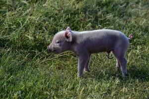 cerdito recién nacido bebé, en granja paisaje. foto