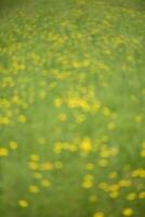 Wild flower background  in Patagonia, Argentina photo