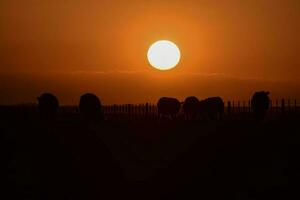 Cows silhouettes  grazing, La Pampa, Patagonia, Argentina. photo