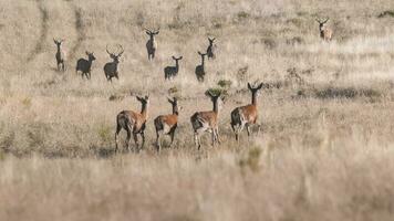 Red deer herd in Calden forest, La Pampa, Argentina. photo