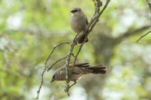 Bay winged Cowbird nesting, in Calden forest environment, La Pampa Province, Patagonia, Argentina. photo
