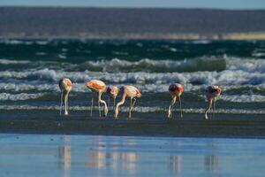 Flamingos feeding on a beach,Peninsula Valdes, Patagonia, Argentina photo