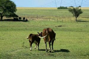 vacas levantamiento con natural pastos en pampa campo, la pampa provincia, patagonia, argentina. foto