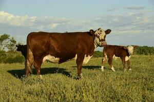 Cattle raising  with natural pastures in Pampas countryside, La Pampa Province,Patagonia, Argentina. photo