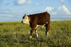 Cattle raising  with natural pastures in Pampas countryside, La Pampa Province,Patagonia, Argentina. photo