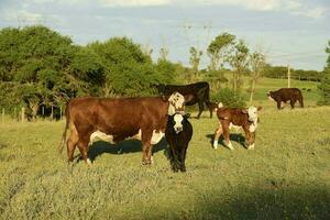 Cattle raising  with natural pastures in Pampas countryside, La Pampa Province,Patagonia, Argentina. photo