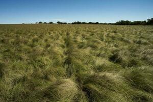 Pampas grass landscape, La Pampa province, Patagonia, Argentina. photo