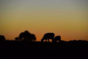 Cows grazing at sunset, Buenos Aires Province, Argentina. photo