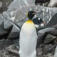 emperador pingüino,aptenodytes Forsteri, en Puerto lockroy, más goudier isla, Antártida. foto