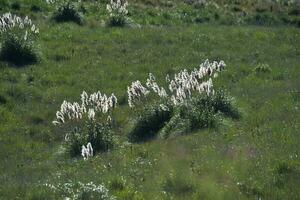 Highland grasslands in Pampa de Achala , Quebrada del Condorito  National Park,Cordoba province, Argentina photo