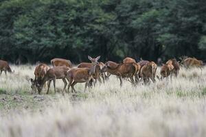 Female Red deer herd in La Pampa, Argentina, Parque Luro Nature Reserve photo