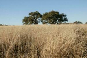 Calden forest landscape, Geoffraea decorticans plants, La Pampa province, Patagonia, Argentina. photo