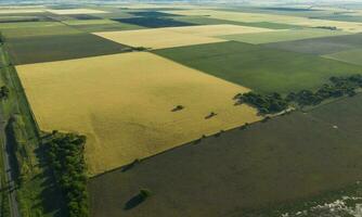 Wheat field ready to harvest, in the Pampas plain, La Pampa, Argentina. photo