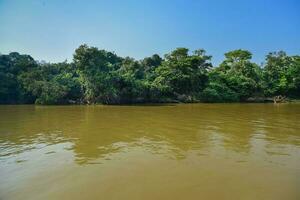 Pantanal forest ecosystem, Mato Grosso, Brazil photo