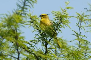 amarillo cardenal, gobernadora cresta, en peligro de extinción especies en la pampa, argentina foto