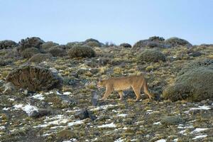 Puma walking in mountain environment, Torres del Paine National Park, Patagonia, Chile. photo