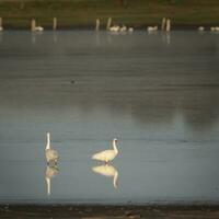coscoroba cisnes en laguna medio ambiente, la pampa provincia, Patagonia, argentina. foto