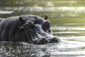 africano hipopótamo, sur África, en bosque ambiente foto