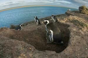 Magellanic penguin, Caleta Valdez, peninsula Valdes, Chubut Province, Patagonia Argentina photo