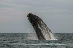 Whale Patagonia Argentina photo