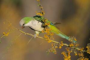 Parakeet perched on a bush with red berries , La Pampa, Patagonia, Argentina photo