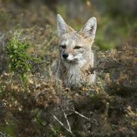 Pampas Grey fox in Pampas grass environment, La Pampa province, Patagonia, Argentina. photo