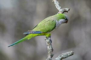 Parakeet perched on a branch of Calden , La Pampa, Patagonia, Argentina photo