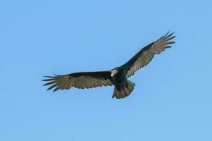 Turkey Vulture, ,planning in flight, Patagonia, Argentina photo