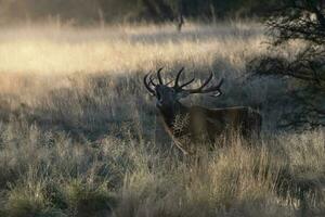 Male Red deer in La Pampa, Argentina, Parque Luro, Nature Reserve photo