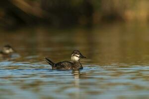 Lake Duck in Pampas Lagoon environment, La Pampa Province, Patagonia , Argentina. photo