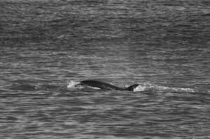 asesino ballena caza mar leones en el paragoniano costa, Patagonia, argentina foto
