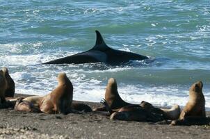 Killer whale hunting sea lions on the paragonian coast, Patagonia, Argentina photo