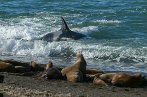 asesino ballena caza mar leones en el paragoniano costa, Patagonia, argentina foto