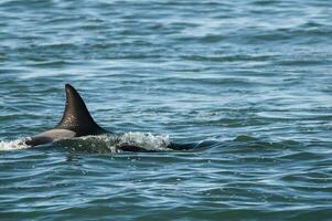 asesino ballena caza mar leones en el paragoniano costa, Patagonia, argentina foto