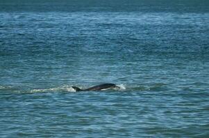 Killer whale hunting sea lions on the paragonian coast, Patagonia, Argentina photo