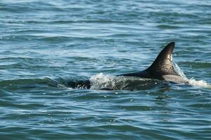 Killer whale hunting sea lions on the paragonian coast, Patagonia, Argentina photo