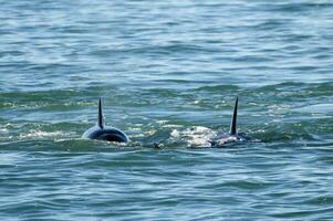 asesino ballena caza mar leones en el paragoniano costa, Patagonia, argentina foto