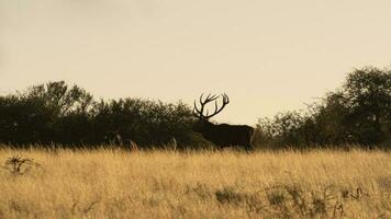 Male Red deer in La Pampa, Argentina, Parque Luro, Nature Reserve photo