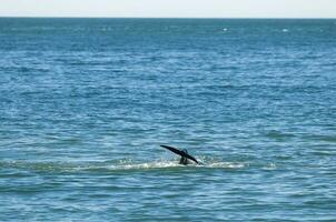 Killer whale hunting sea lions on the paragonian coast, Patagonia, Argentina photo