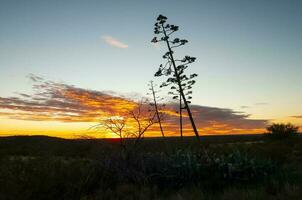 americano áloe, agave americana, la pampa provincia, Patagonia, argentina. foto