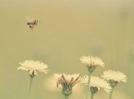 Bee on wild flowers photo