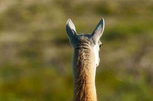 Guanacos in Lihue Calel National Park, La Pampa, Patagonia, Argentina. photo