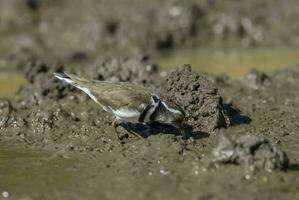 Tres congregado chorlito.charadrius tricollar, kruger nacional parque, sur África. foto