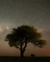 Pampas night landscape ,  La Pampa province, Patagonia , Argentina. photo