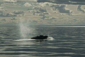 ballena Patagonia argentina foto